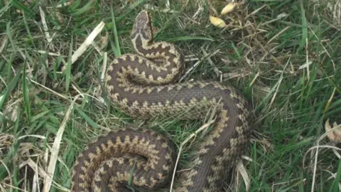 Larissa Lewis An adder curled up on the grass. The adder has beige and black diamond striped markings along its back. 