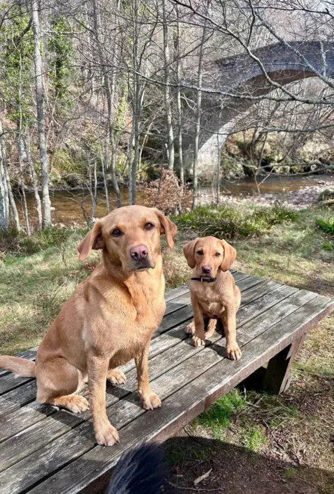 Michael Rennie Two spring Labradors sitting on a bench looking at the camera 
