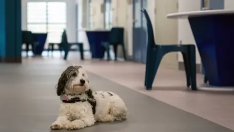 Joe Giddens/PA Wire Pets As Therapy (PAT) dog Tilly in the accommodation block at category C prison HMP Five Wells in Wellingborough