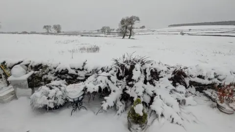 BBC WEATHER WATCHERS / SHAPPY A hedge overlooking a field is weighed down by whit snow. The sky is grey.