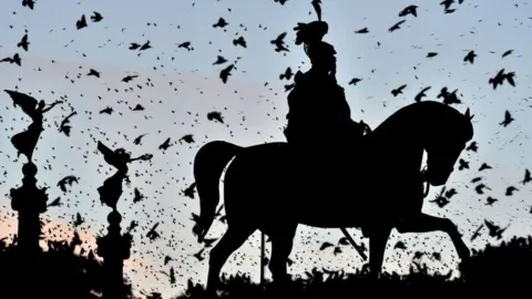 Getty Images Birds on a statue