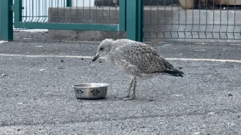 A baby seagull with grey feathers standing over a dog water bowl in a car park.