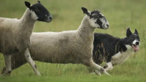 A sheep dog running alongside two sheep in a green field.