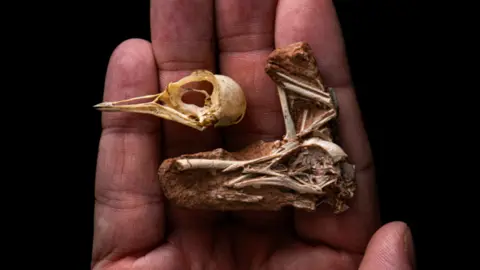 Stephanie Abramowicz The fossil of the Navaornis is being held in a person's hand. It is no bigger than the space between the top of the person's fingertips and palm of their hand.