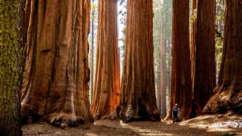 Getty Images Giant redwoods in California