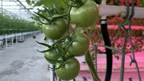 BBC Tomatoes