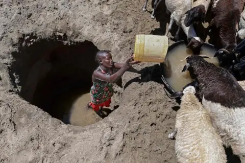 AFP A young womann from the Turkana community waters goats from a shallow well dug into a dry riverbed at Eliye springs on the western shore of Lake Turkana in Turkana county on September 28, 2022. . - The United Nations warned that countries in the horn of Africa more Somalia and similarly Kenya's arid nothern reaches are on the brink of famine for the second time in just over a decade.