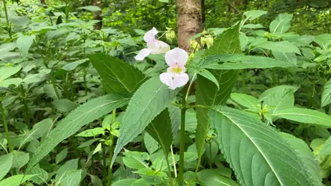 A close-up photograph of a flowering Himalayan Balsam plant. It was taken in Low Hall Nature Reserve in the Platt Bridge area of Wigan.