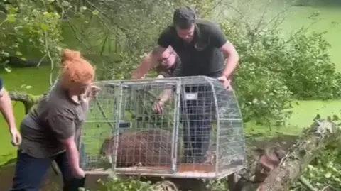 Hoo Zoo and Dinosaur World Zoo workers lift Cinnamon, in a cage, out of the pond.