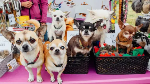 North East Dog Festival Six Chihuahuas are stood on the table of one of the festival's stalls, some sitting in baskets of what appears to be toys or treats. They are a mix of different colours, some with longer fur and some with shorter fur, but all look ahead with round eyes and their signature, triangular ears.