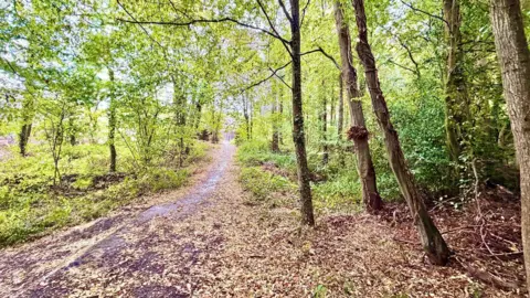 BBC Weather Watchers / John G A path through a copse of trees, The trees appear green but hundreds of brown leaves have dropped to the floor.