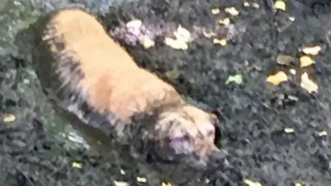 Bucks Fire Service Dog stuck in mud