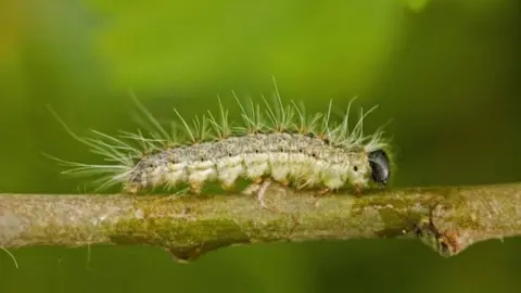 Oak processionary moth