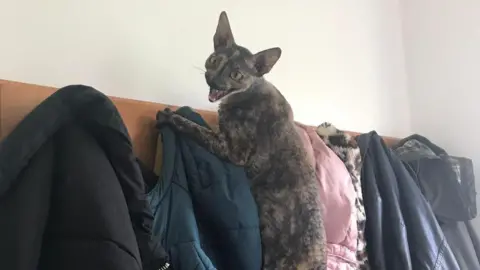 Michelle Laver A Cornish Rex cat hanging of a busy coat peg and bearing her teeth.