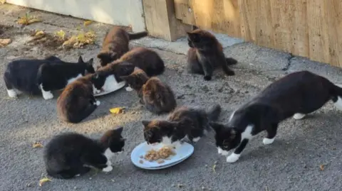 Cat Patrol Nine cats and kittens outside eating from a paper plate of cat food on the ground