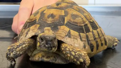 Pee-wee the tortoise has scaly yellow dappled skin with gradients of brown tones. His face is scaly and he has tiny black eyes. His shell towers over his body and is intricate with hexagonal segments of black, brown and dark yellow.