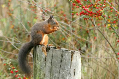 Eric Niven A red squirrel on a tree stump, eating a nut, with red berries on a tree in the background.