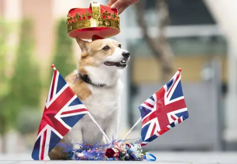 PA Media Lilly the corgi at the Royal Pooch Party celebrating the Queen's platinum Jubilee in Manchester