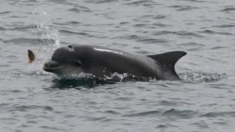 PA Media A dolphin flicks up a small flat fish at the mouth of the Tyne at Tynemouth on the North East coast. Picture date: Tuesday June 14, 2022.