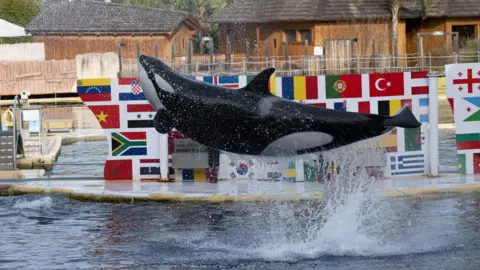 AFP Seekor orca melompat keluar dari air ke udara saat tampil di Marineland Antibes pada 2 Januari. Bendera dari hampir dua lusin negara ditampilkan di latar belakang kolam tempat paus tersebut tampil.