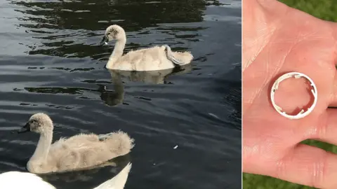 RSPCA Cymru Cygnet with ring around its beak before it was removed