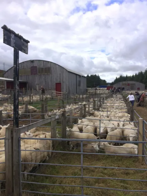 BBC Naidheachdan Lairg sheep sales