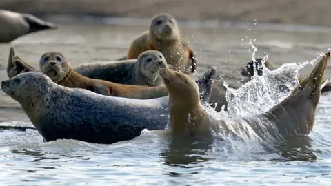 PA Media Seals in River Thames