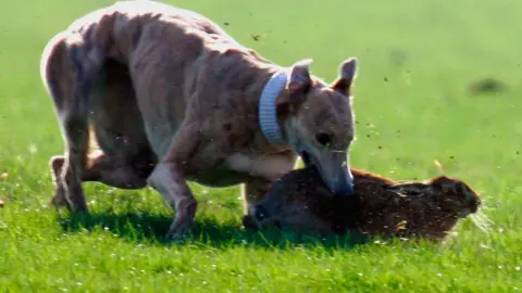 Google Greyhound capturing a hare