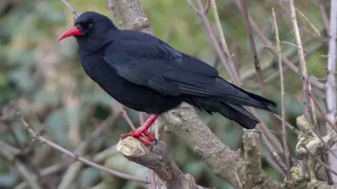 Neil G Morris Chough