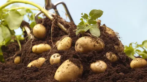 Getty Images Potatoes