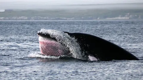 SAMS Minke whale