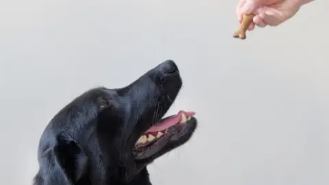 Labrador being offered a treat