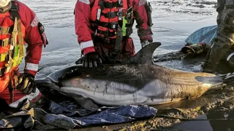 Essex Fire and Rescue Service Dolphins