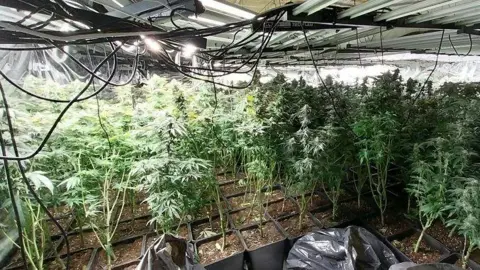 Cleveland Police Dozens of green cannabis plants are growing in pots under bright electric lights.