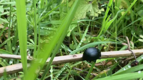 Small black beetle crawling on a long brown twig, in the green and grassy undergrowth. Water droplets hang of blades on grass in this close up photograph.