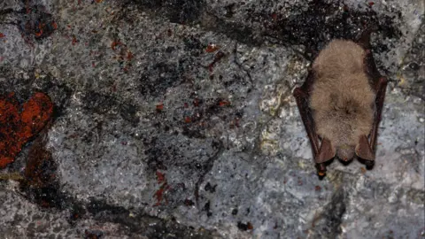 Greater mouse-eared bat hanging upside down in a tunnel underneath the South Downs