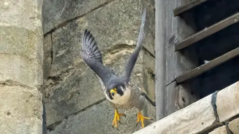 A peregrine falcon, which has grey wings, a white body with black stripes, yellow feet and beak, is in mid-flight with its wings suspended above its body. Behind it is a stone ledge it appears to have just took flight off.