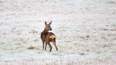 DebandTess A fawn looks over its shoulder in a frosty field.