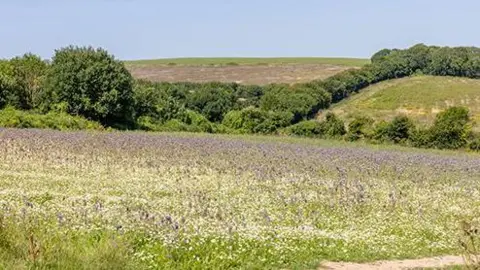 Strong Island Paul Gonella A meadow with blue flowers bordered by trees.
