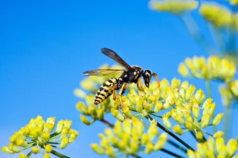 Getty Images An image of a wasp on a yellow flower, set against a bright blue sky.