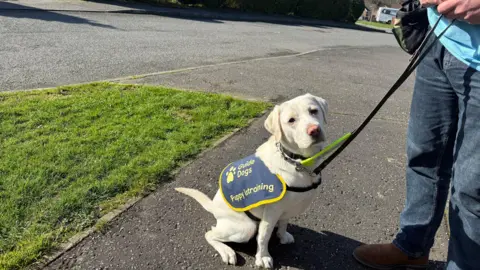 A golden labrador is sitting on the footpath beside a patch of grass. The dog is wearing a navy and yellow coat that says 'puppy in training'. There is a lead around her neck and a man is holding it. You can't see the top half of the man. He is wearing jeans and brown shoes. 