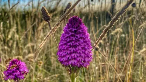 Dean Macey A purple flower 