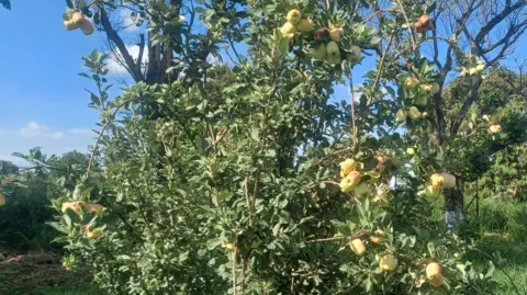 BAU Apples on a tree in eastern India