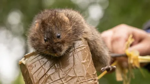 Steve Collins A small water vole perches on the edge of a cylindrical tube being held by a person. The animal has soft brown fur, tiny rounded ears, short limbs, and dark, shiny eyes.