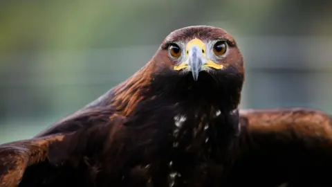 Ian Georgeson A close-up of a golden eagle (not Percy) looking straight into the camera with a slight air of menace