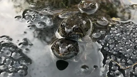 Three frogs surrounded by frogspawn in water.