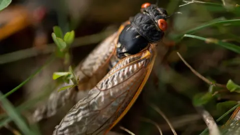 A cicada walks through the grass.