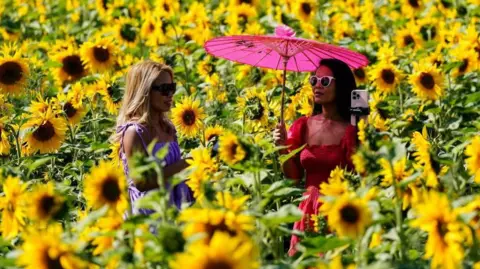 PA Media Two women in sundresses and sunglasses, one with an umbrella, take photos in sunflower fields