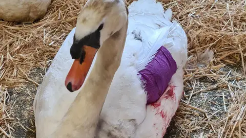 Swan Sanctuary A swan with its broken wing wrapped in purple cloth and spots of blood on its body, sitting on ground covered with hay