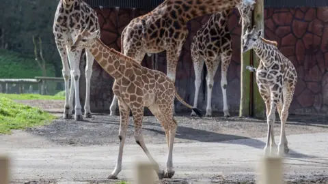 Two young giraffes walk out across a path with older giraffes behind them.